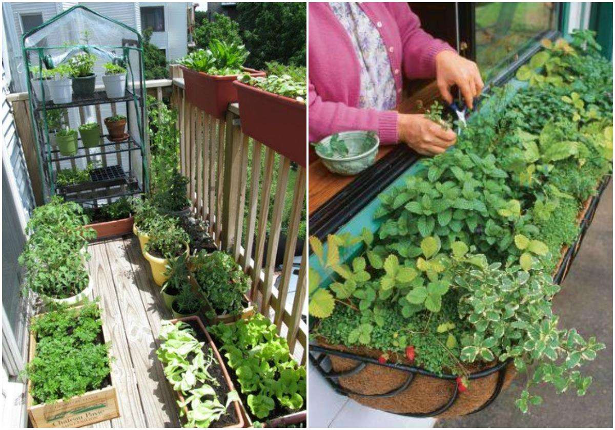 Best ideas about Apartment Garden Ideas
. Save or Pin Tips for Starting an Apartment Garden – REALfarmacy Now.