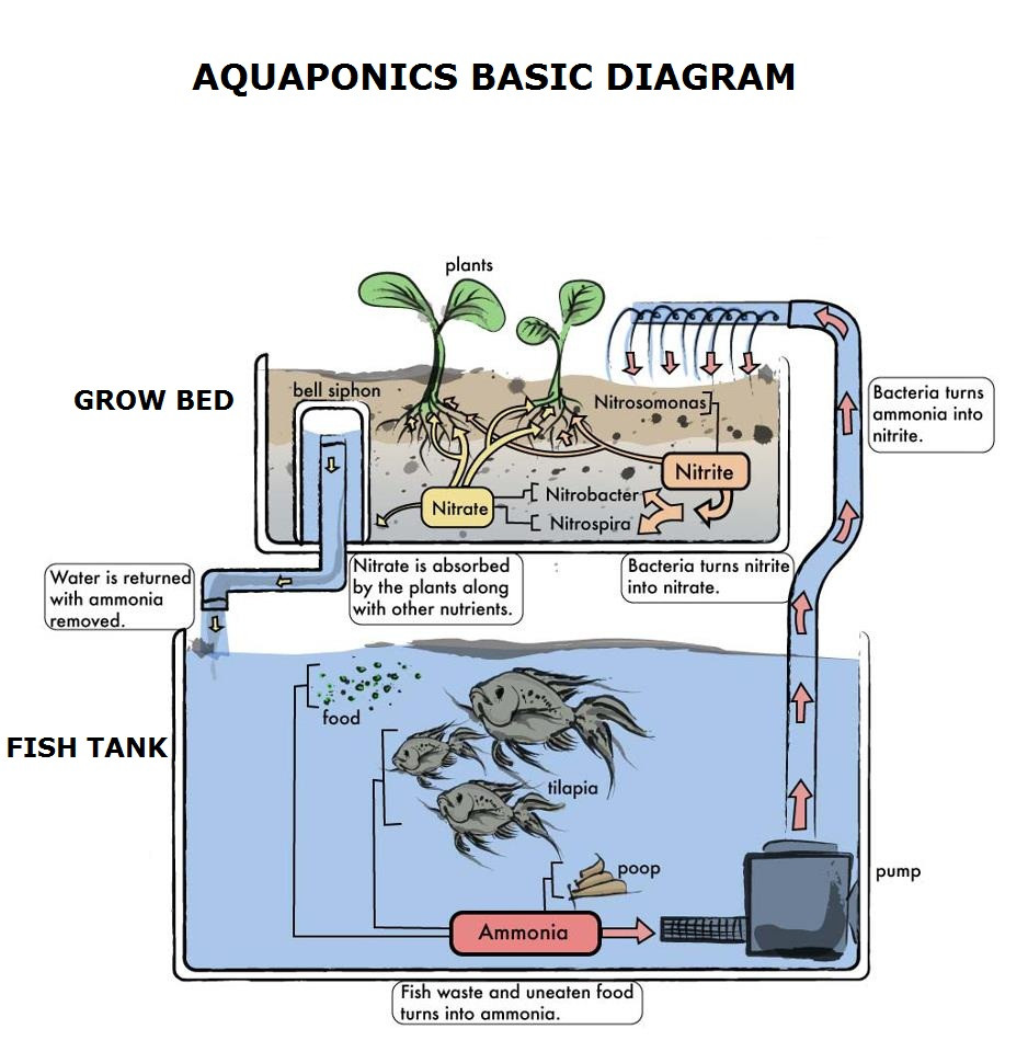 Best ideas about Aquaponics DIY Plans
. Save or Pin Aquaponics Design Plans Possibly The Most Efficient Now.
