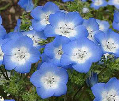 Best ideas about Baby Blue Eyes Flower
. Save or Pin Baby Blue Eyes Flower Nemophila insignis low spreading Now.