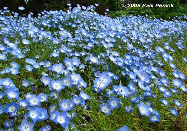 Best ideas about Baby Blue Eyes Flower
. Save or Pin Chicago Botanic Garden wows Spring Flingers Now.