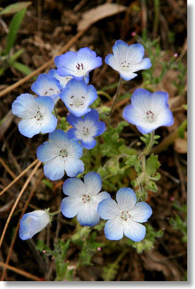 Best ideas about Baby Blue Eyes Flower
. Save or Pin Yosemite Wildflowers Baby Blue Eyes Nemophila menziesii Now.