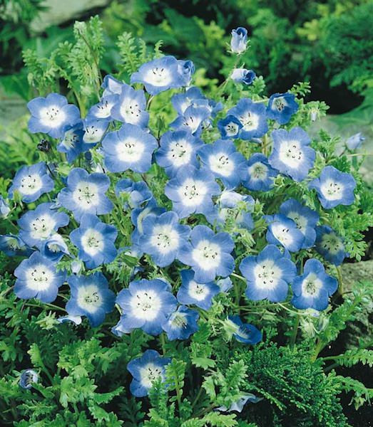 Best ideas about Baby Blue Eyes Flower
. Save or Pin Baby Blue Eyes Seeds Nemophila Annual Flower Seeds Now.