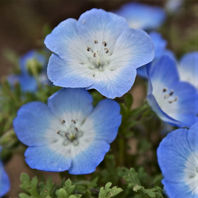 Best ideas about Baby Blue Eyes Flower
. Save or Pin Baby Blue Eyes Seeds Now.