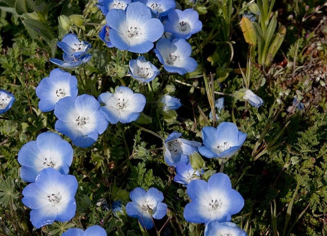 Best ideas about Baby Blue Eyes Flower
. Save or Pin Nemophila Plant Now.