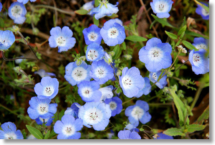 Best ideas about Baby Blue Eyes Flower
. Save or Pin Daily Hues Nail Lacquer Blurple Garden Collection Part 1 Now.