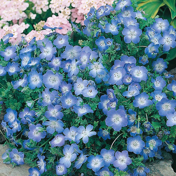 Best ideas about Baby Blue Eyes Flower
. Save or Pin Nemophila Baby Blue Eyes Seeds from Mr Fothergill s Seeds Now.