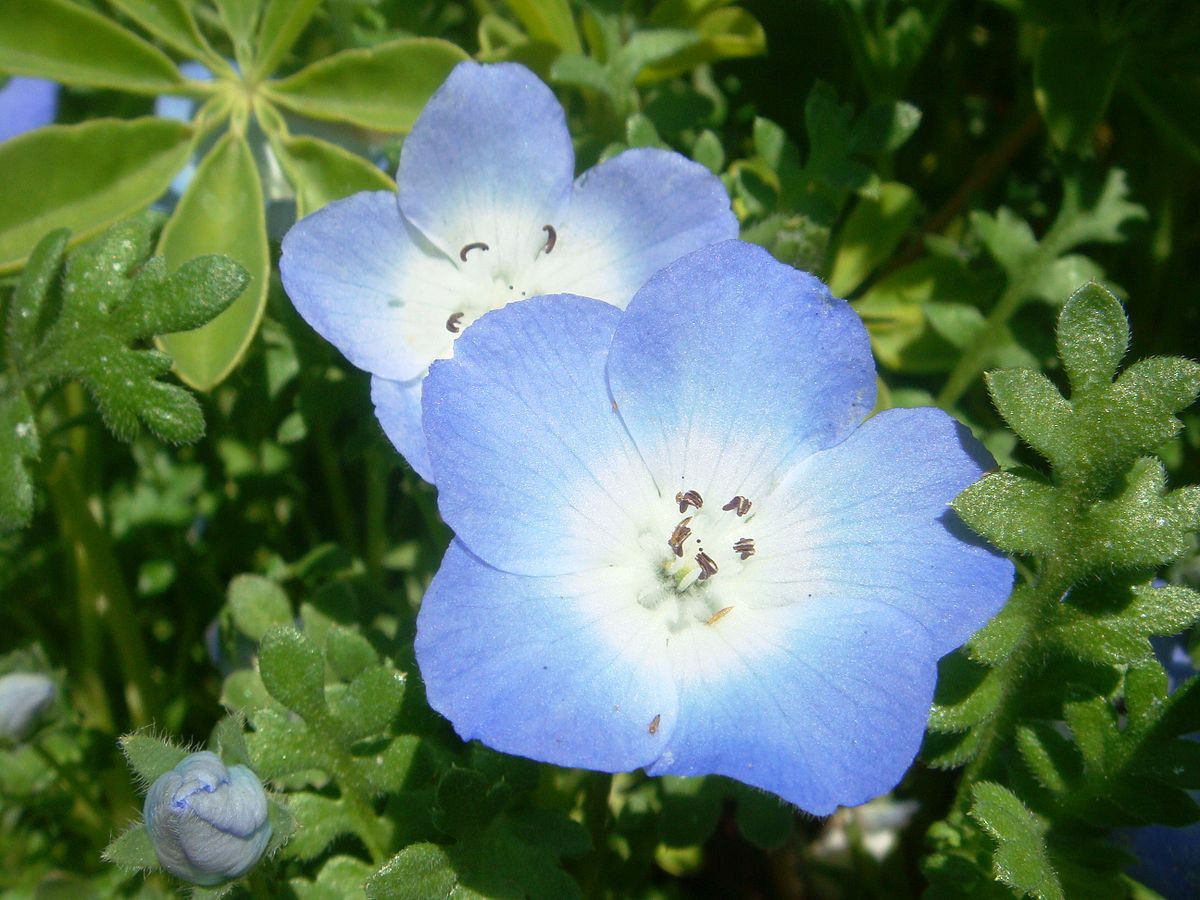 Best ideas about Baby Blue Eyes Flower
. Save or Pin Nemophila Now.