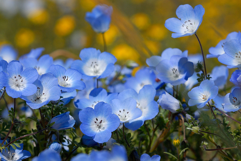 Best ideas about Baby Blue Eyes Flower
. Save or Pin Seeds For Sale line RARE FLOWER seeds for sale Now.