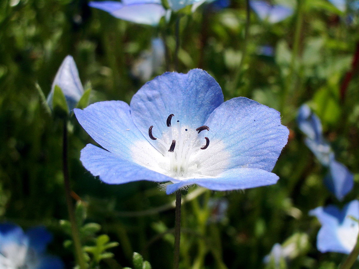 Best ideas about Baby Blue Eyes Flower
. Save or Pin Nemophila menziesii Now.