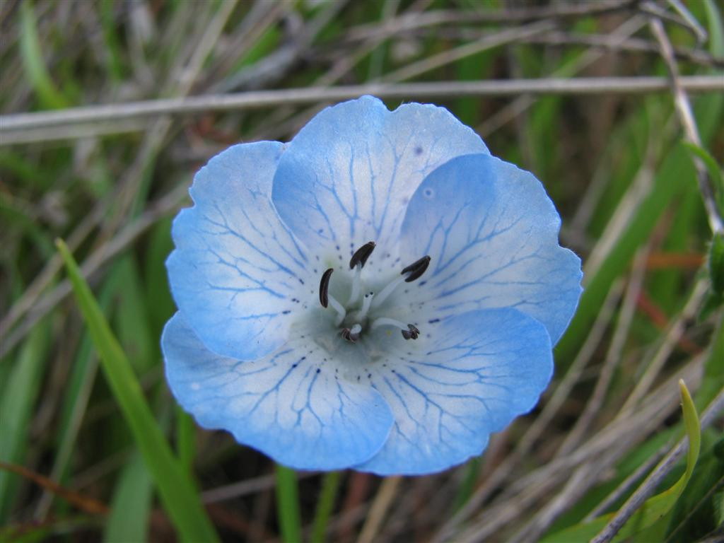 Best ideas about Baby Blue Eyes Flower
. Save or Pin Northern CA Springtime Flowers Adventure Bud s Blog Now.