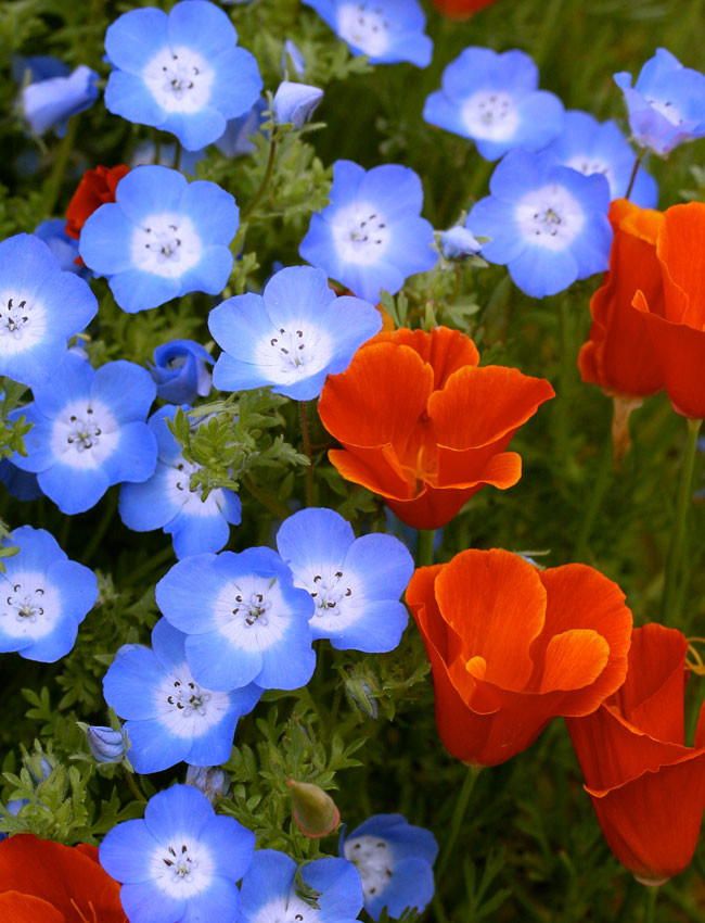 Best ideas about Baby Blue Eyes Flower
. Save or Pin Nemophila menziesii "Baby Blue Eyes" Buy line at Annie Now.