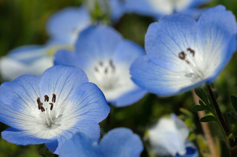 Best ideas about Baby Blue Eyes Flower
. Save or Pin baby blue eyes SHADE FLOWER 1125 seeds GroCo Now.