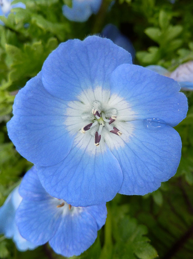 Best ideas about Baby Blue Eyes Flower
. Save or Pin Nemophila menziesii "Baby Blue Eyes" Buy line at Annie Now.