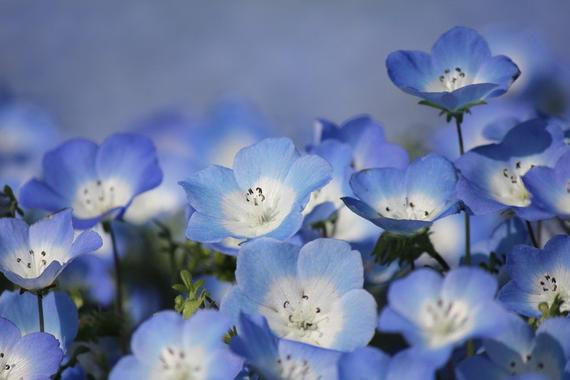 Best ideas about Baby Blue Eyes Flower
. Save or Pin Flower Seeds BABY BLUE EYES Super Easy to Grow by YourSeedShop Now.