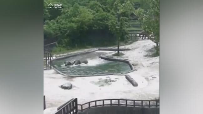 Best ideas about Baby Elephant Falls In Pool
. Save or Pin Elephant rescue video South Korea Grand Park Zoo in Seoul Now.