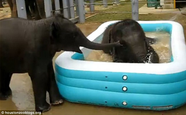 Best ideas about Baby Elephant Falls In Pool
. Save or Pin Houston s baby elephants who just love playing in their Now.
