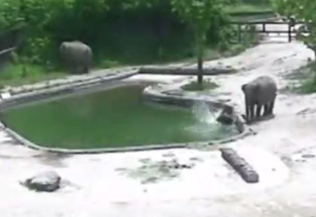 Best ideas about Baby Elephant Falls In Pool
. Save or Pin Baby elephant falls into Seoul zoo pond but adults e to Now.