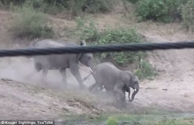 Best ideas about Baby Elephant Falls In Pool
. Save or Pin Baby elephant falls and trips up brother while running Now.