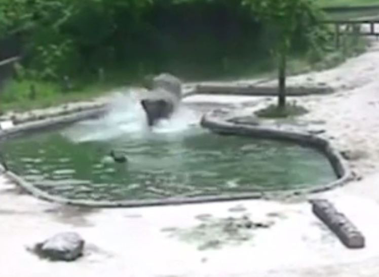 Best ideas about Baby Elephant Falls In Pool
. Save or Pin Baby elephant falls into Seoul zoo pond but adults e to Now.