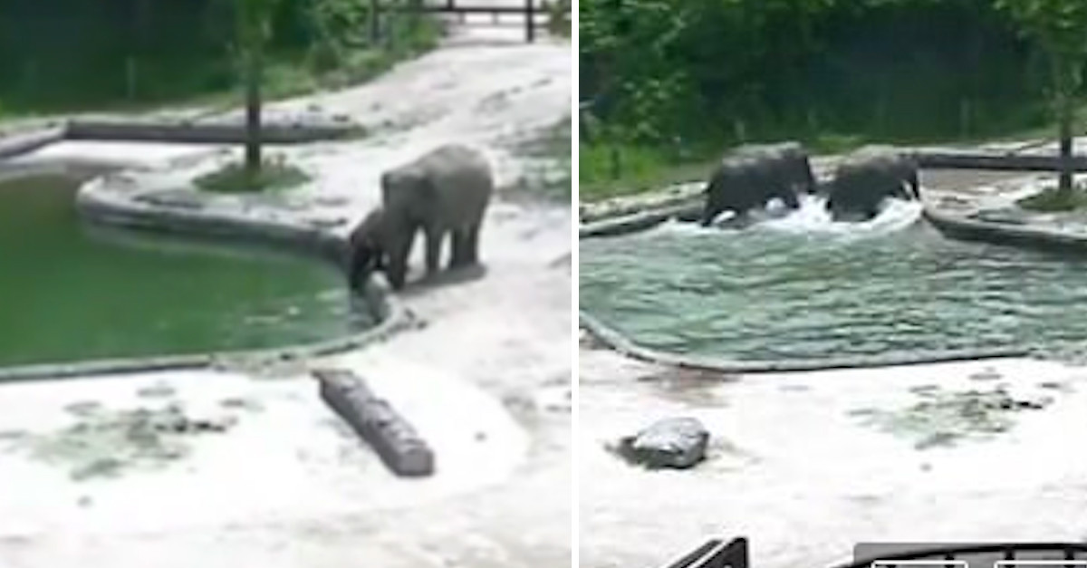 Best ideas about Baby Elephant Falls In Pool
. Save or Pin Elephant Herd Saves Baby After He Falls In Pool Now.