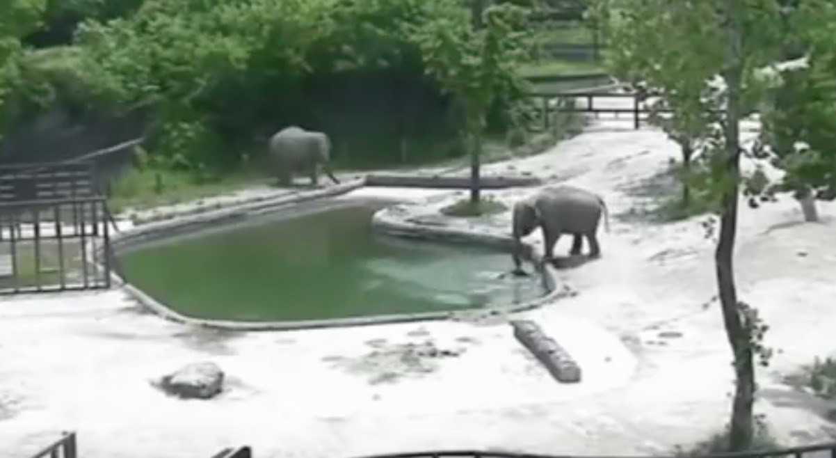 Best ideas about Baby Elephant Falls In Pool
. Save or Pin Camera Captures Baby Elephant Falling Into A Pool And Now.