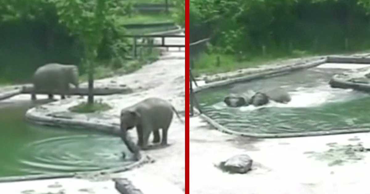 Best ideas about Baby Elephant Falls In Pool
. Save or Pin Seoul Zoo Elephant Family Saves Baby Calf From Drowning in Now.