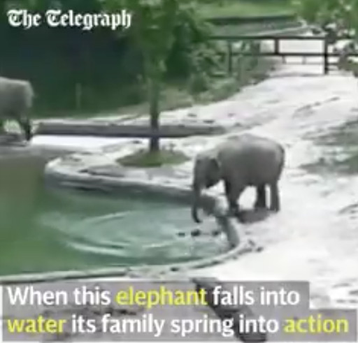 Best ideas about Baby Elephant Falls In Pool
. Save or Pin The Randy Report Viral Video Adult Elephants Jump Into Now.