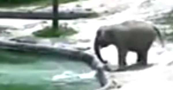Best ideas about Baby Elephant Falls In Pool
. Save or Pin Elephants rescue baby who fell into water Now.