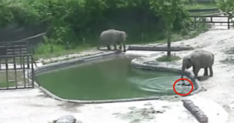 Best ideas about Baby Elephant Falls In Pool
. Save or Pin Elephants Rush To Help Baby Elephant Who Falls Into Pool Now.