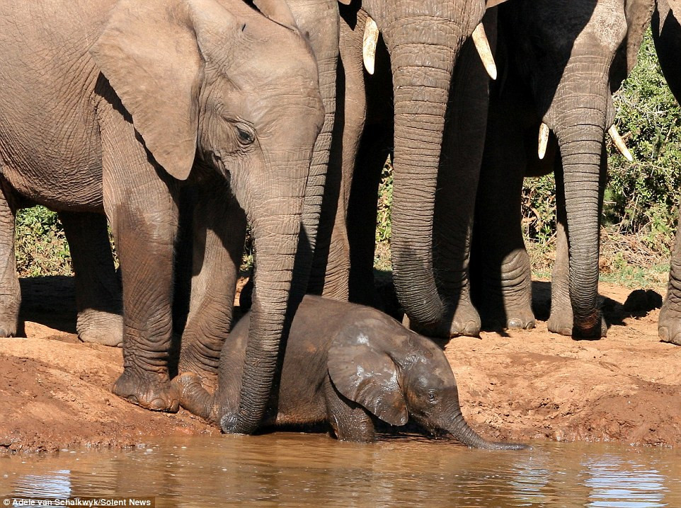 Best ideas about Baby Elephant Falls In Pool
. Save or Pin grapher at Addo National Park captures elephant herd Now.