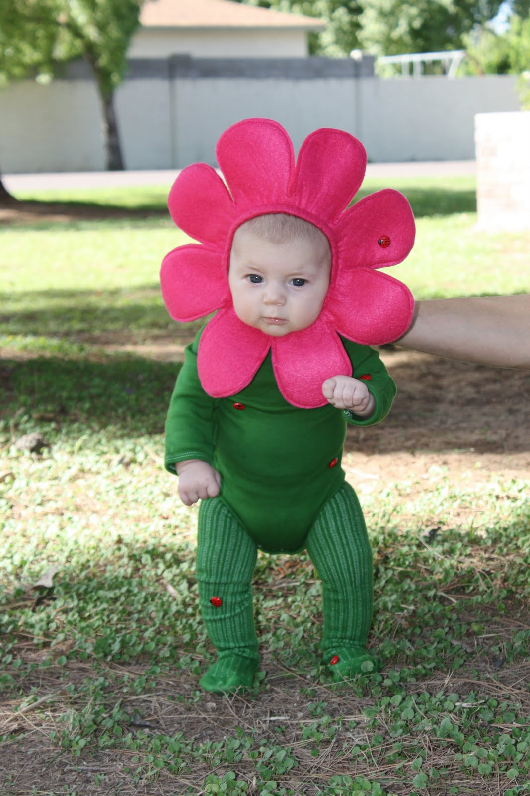 Best ideas about Baby Flower Costumes
. Save or Pin Joy Halloween Finally Now.