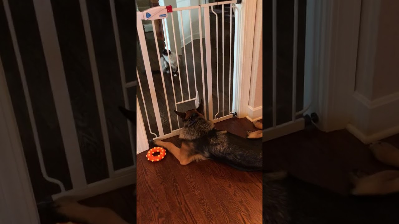 Best ideas about Baby Gate With Cat Door
. Save or Pin Baby Gate with Cat Door Tall 🐶 German Shepherd Parker Now.