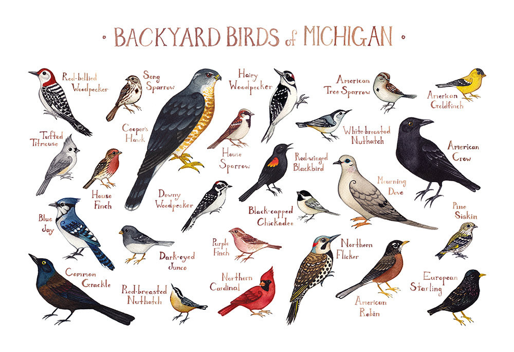 Best ideas about Backyard Birds Of Michigan
. Save or Pin Michigan Backyard Birds Field Guide Art Print Now.