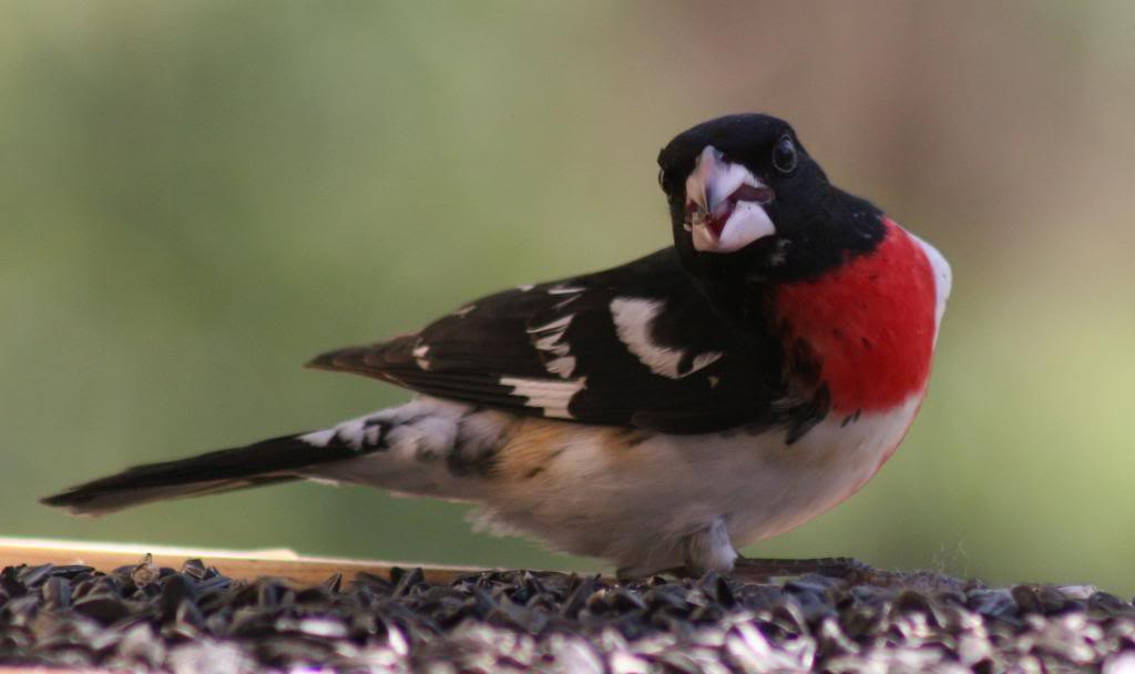Best ideas about Backyard Birds Of Michigan
. Save or Pin Backyard birds Now.