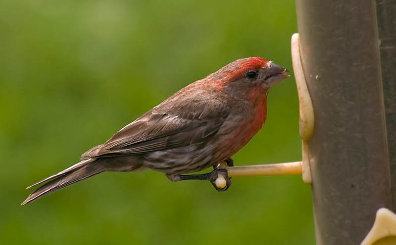 Best ideas about Backyard Birds Of Michigan
. Save or Pin Bird from Michigan of Birds Now.