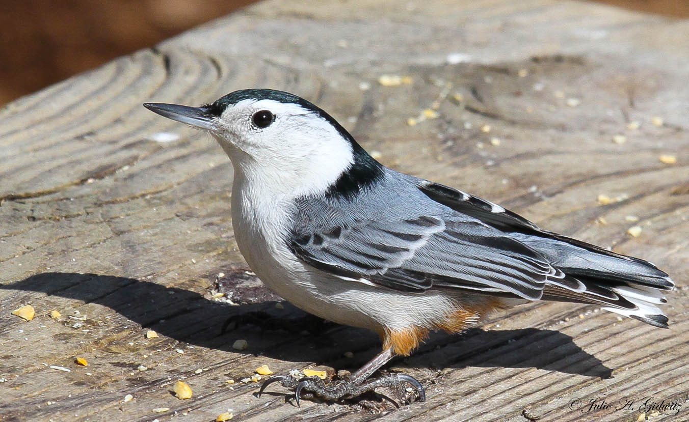 Best ideas about Backyard Birds Of Michigan
. Save or Pin Nature s Splendor Backyard Birds Now.