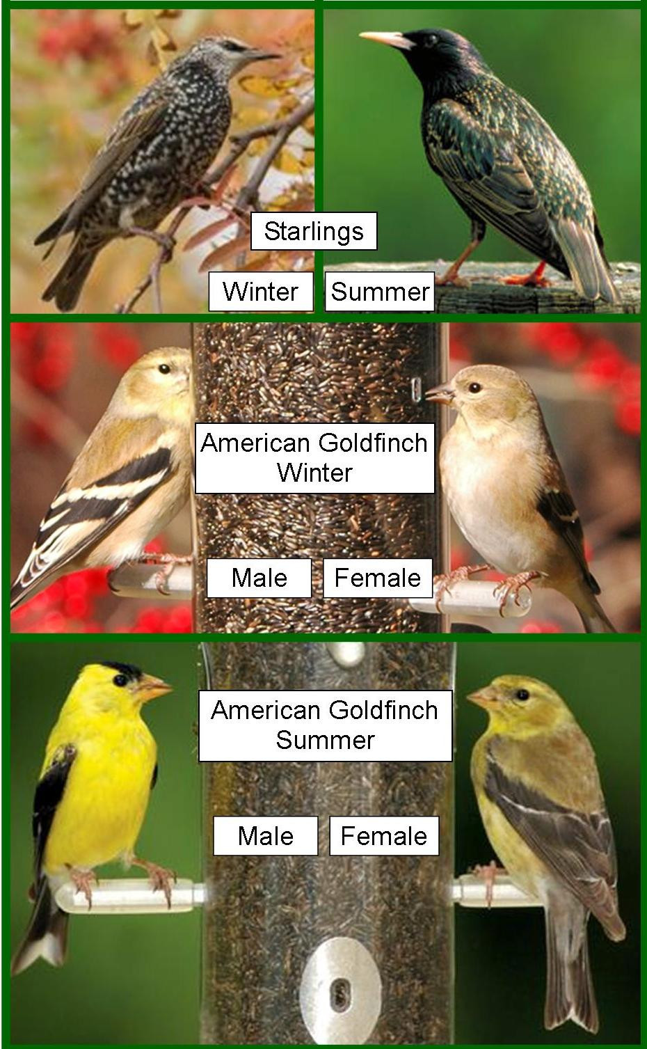 Best ideas about Backyard Birds Of Michigan
. Save or Pin Wild Birds Unlimited February 2012 Now.