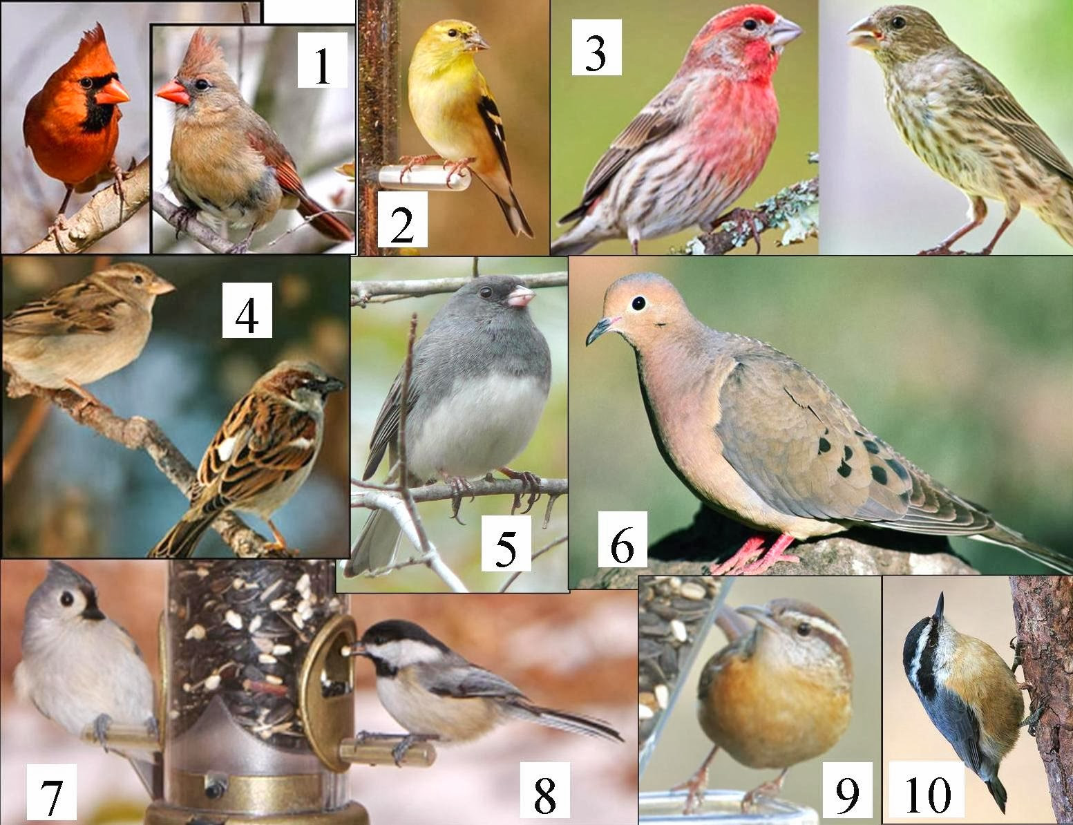 Best ideas about Backyard Birds Of Michigan
. Save or Pin Wild Birds Unlimited November 2014 Now.
