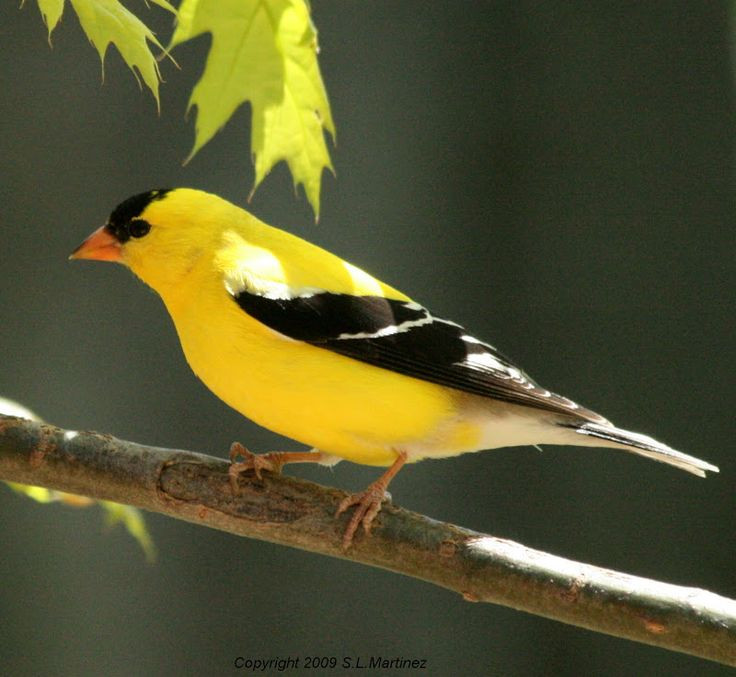 Best ideas about Backyard Birds Of Michigan
. Save or Pin 10 best images about pictures of birds I have seen on Now.