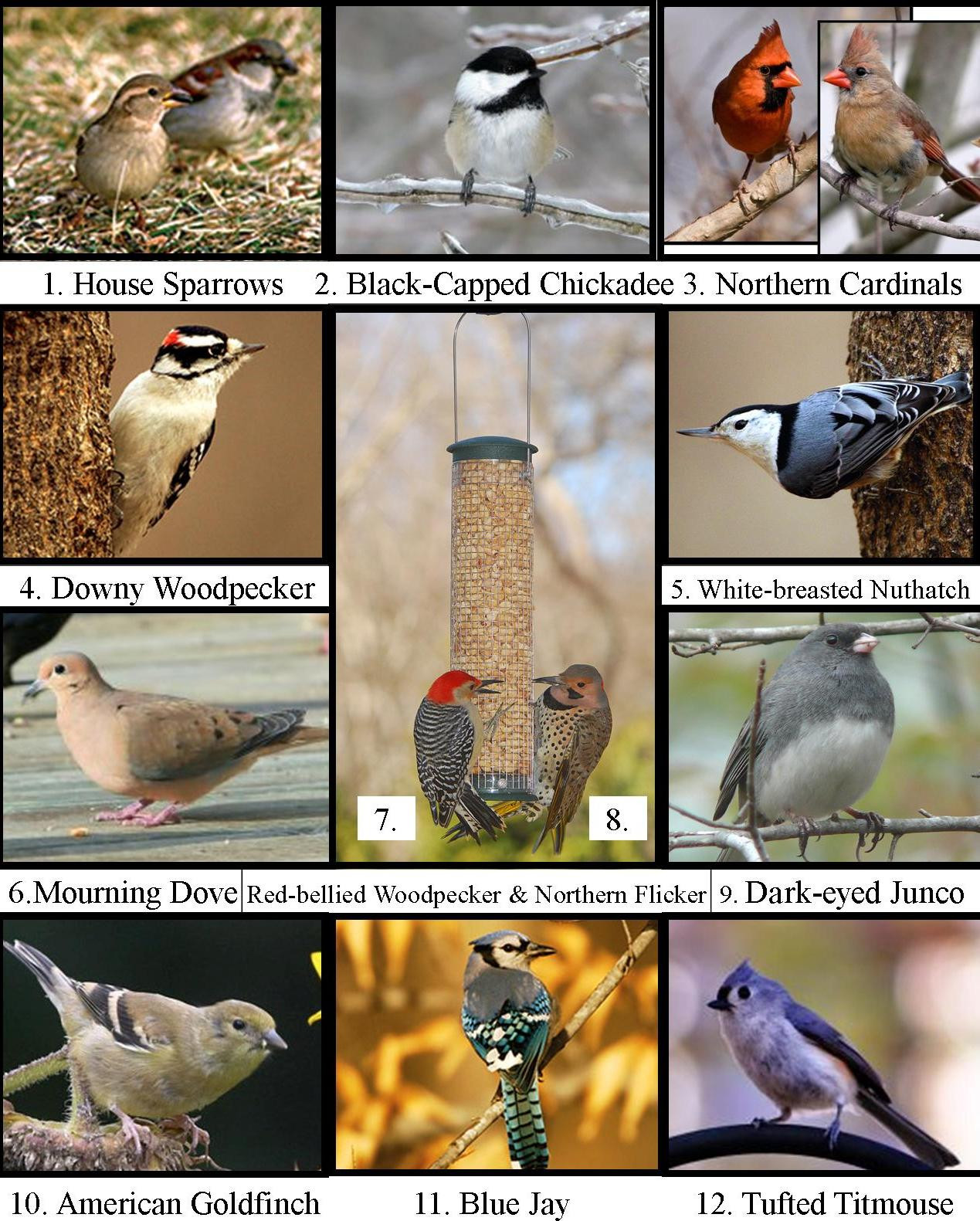 Best ideas about Backyard Birds Of Michigan
. Save or Pin Wild Birds Unlimited April 2011 Now.