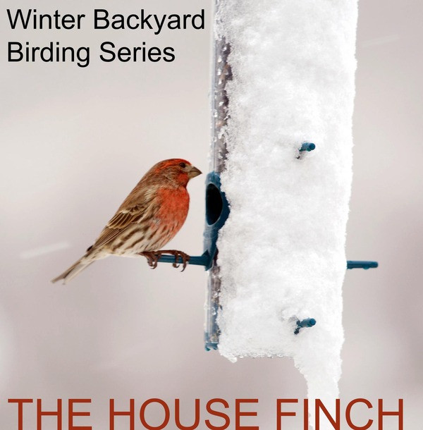 Best ideas about Backyard Birds Of Michigan
. Save or Pin Michigan Audubon launches backyard birding series Now.