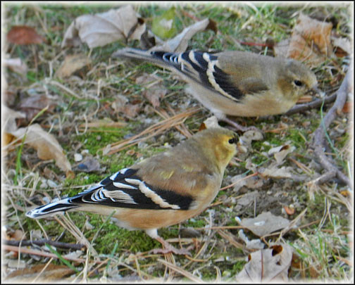 Best ideas about Backyard Birds Of Michigan
. Save or Pin Michigan Backyard Bird Feeders Now.