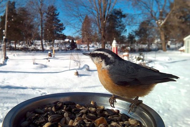 Best ideas about Backyard Birds Of Michigan
. Save or Pin Michigan backyard birds pose for motion activated camera Now.