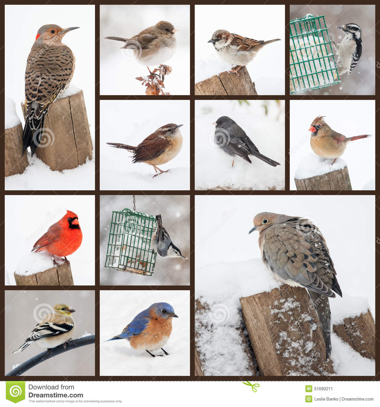 Best ideas about Backyard Birds Of Virginia
. Save or Pin Backyard Birds In Snow Stock Image Now.