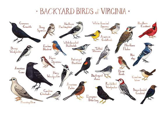 Best ideas about Backyard Birds Of Virginia
. Save or Pin Virginia Backyard Birds Field Guide Art Print Now.