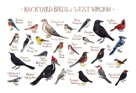Best ideas about Backyard Birds Of Virginia
. Save or Pin West Virginia Backyard Birds Field Guide Art Print Now.