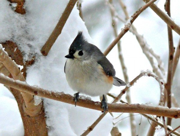 Best ideas about Backyard Birds Of Virginia
. Save or Pin This cold weather really is for the birds Now.