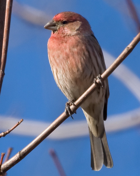 Best ideas about Backyard Birds Of Virginia
. Save or Pin Brenda s Nature graphy and Birds of Virginia Now.