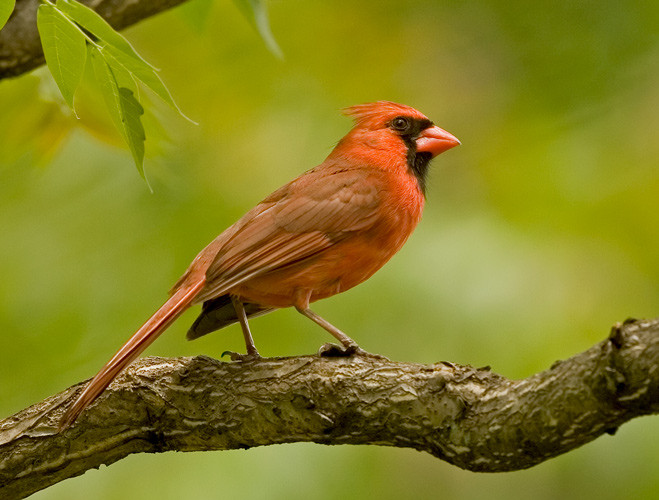 Best ideas about Backyard Birds Of Virginia
. Save or Pin Brenda s Nature graphy and Birds of Virginia Now.
