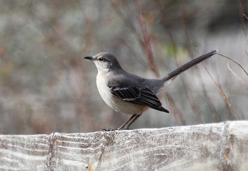 Best ideas about Backyard Birds Of Virginia
. Save or Pin Suzanne Britton Nature graphy Northern Mockingbird Now.